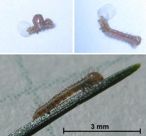 Réf. 241 166 : Thalpophila matura
